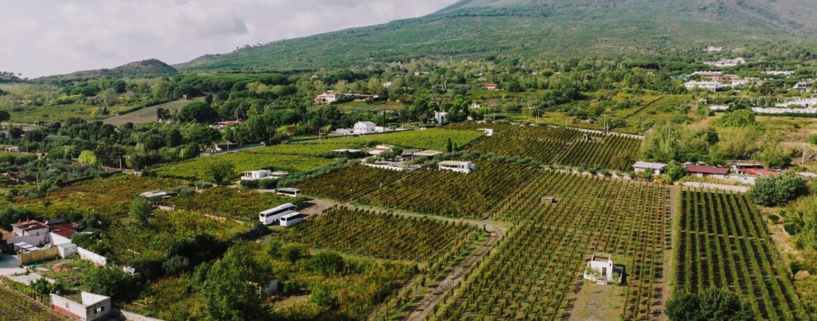 Vineyard rows spread beneath a green volcanic mountain