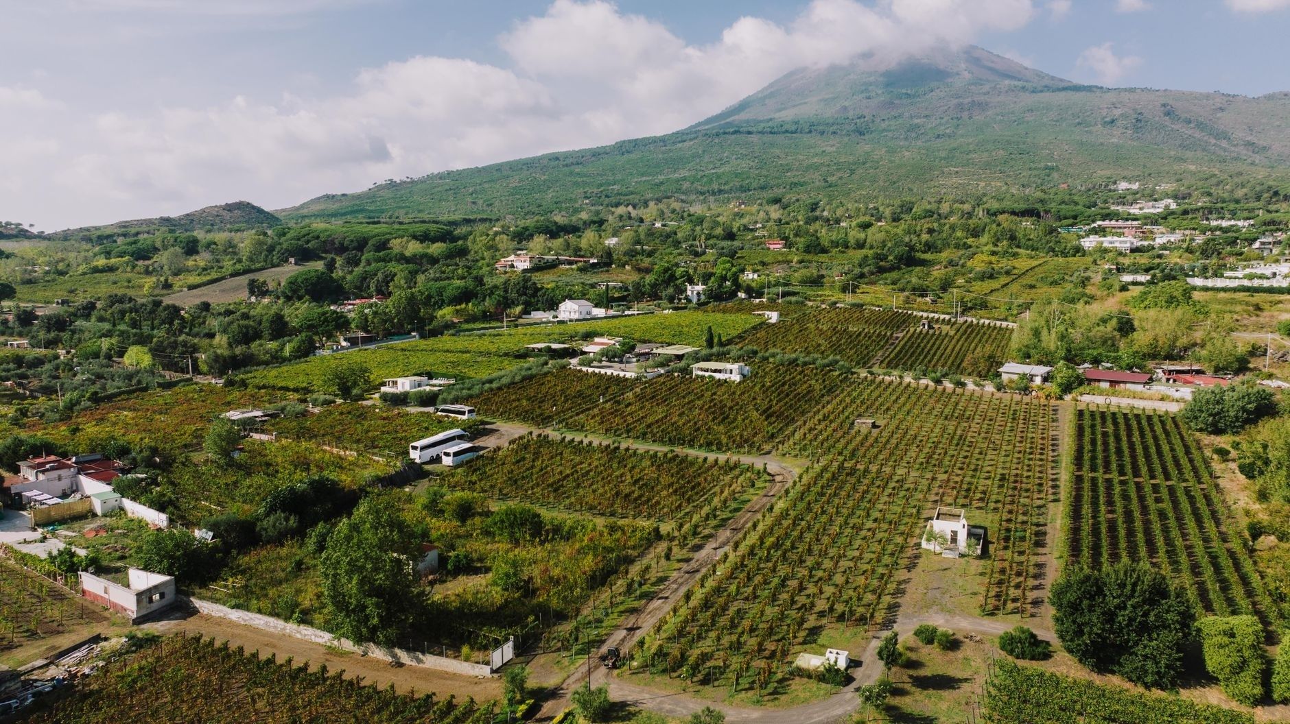 Vineyard rows spread beneath a green volcanic mountain