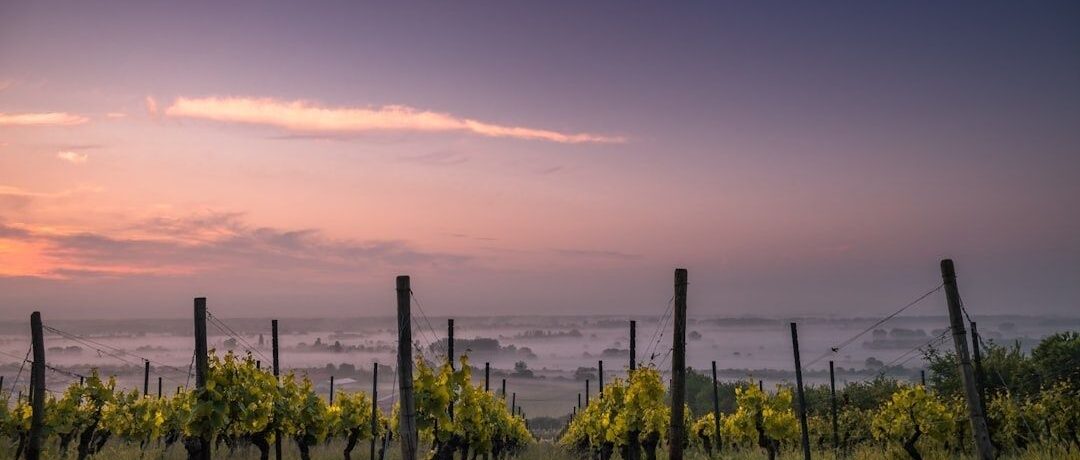 Vineyard rows overlooking a misty valley at dawn under a pink sky