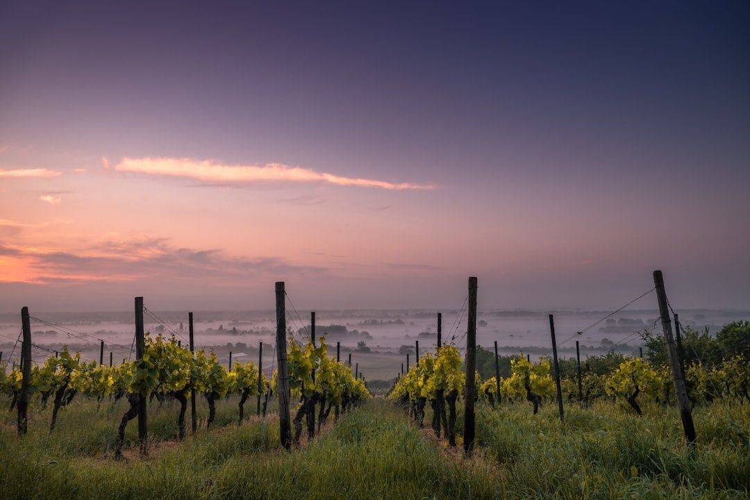 Vineyard rows overlooking a misty valley at dawn under a pink sky