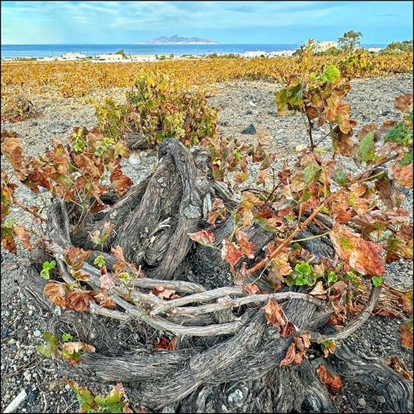 Gnarled grapevine growing in rocky volcanic soil beside the sea